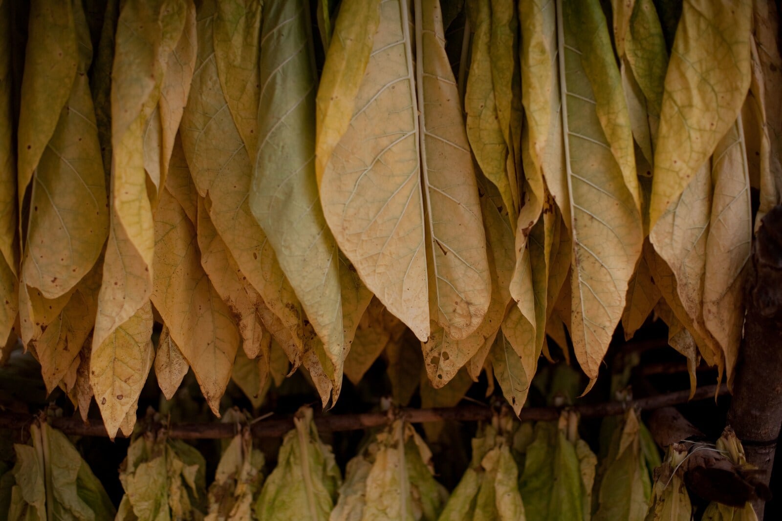 Tobacco