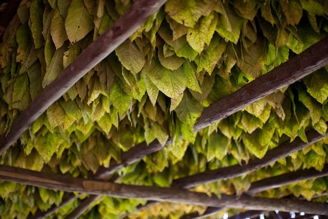 Tobacco leaves in a curing barn.