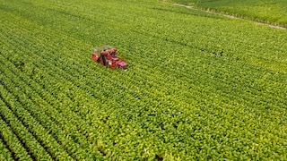 Campo di tabacco