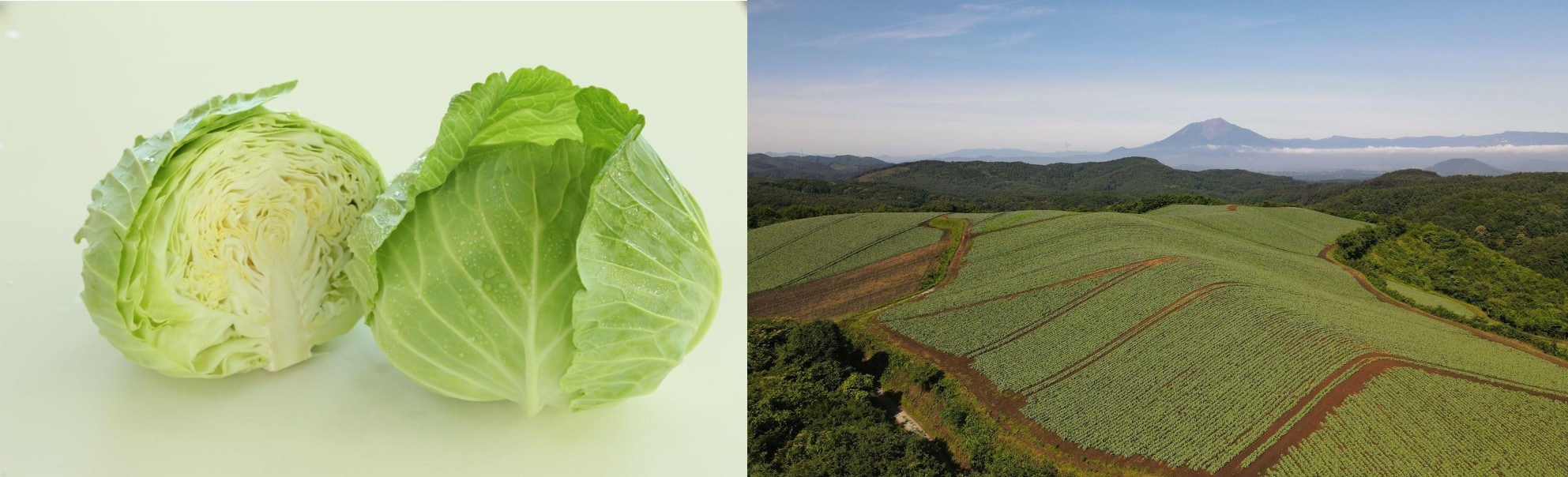 Cabbage and view