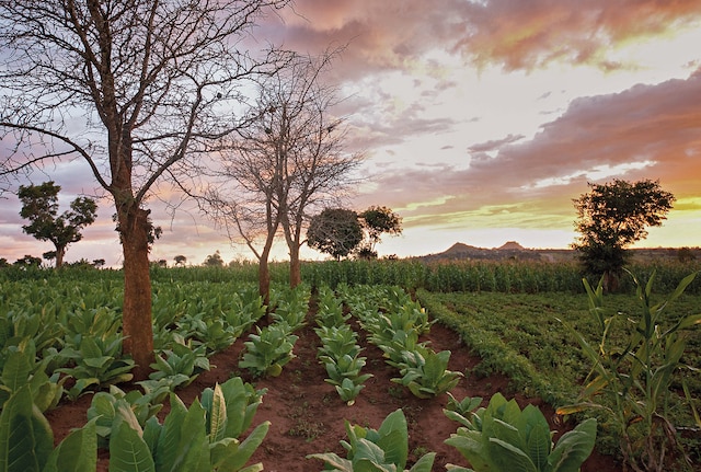 Tobacco field at sunset