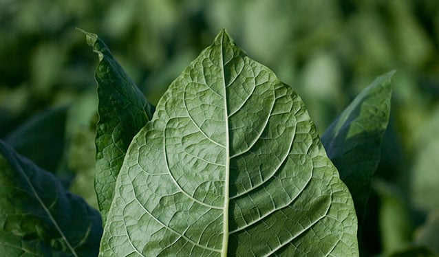 Tobacco leaf close-up