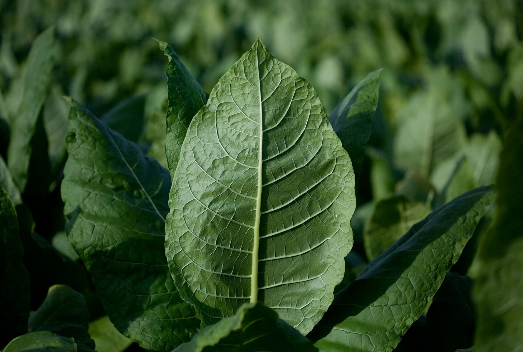 tobacco-leaf-1780x1200