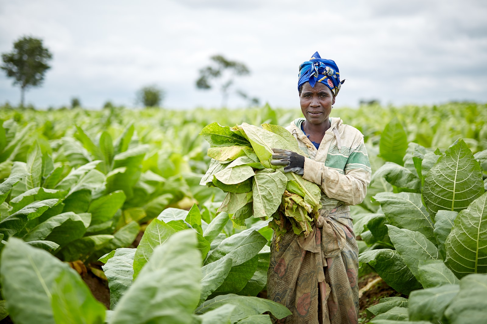 Assessing human rights impacts in our tobacco supply chain in ...