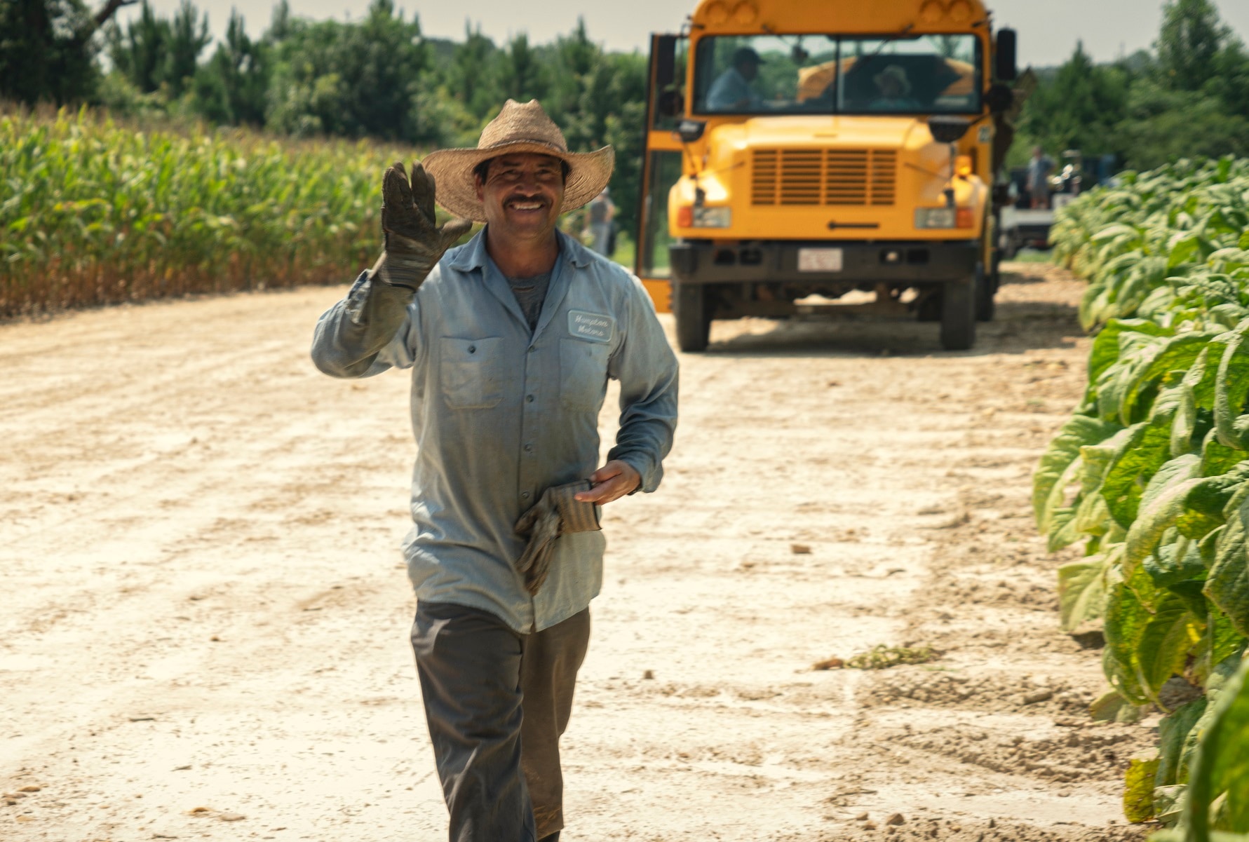 Tobacco farmer walking