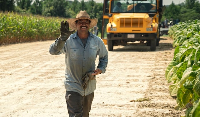 Tobacco farmer waving