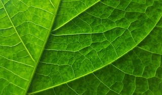 Tobacco leaf close-up