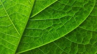 Tobacco leaf close-up