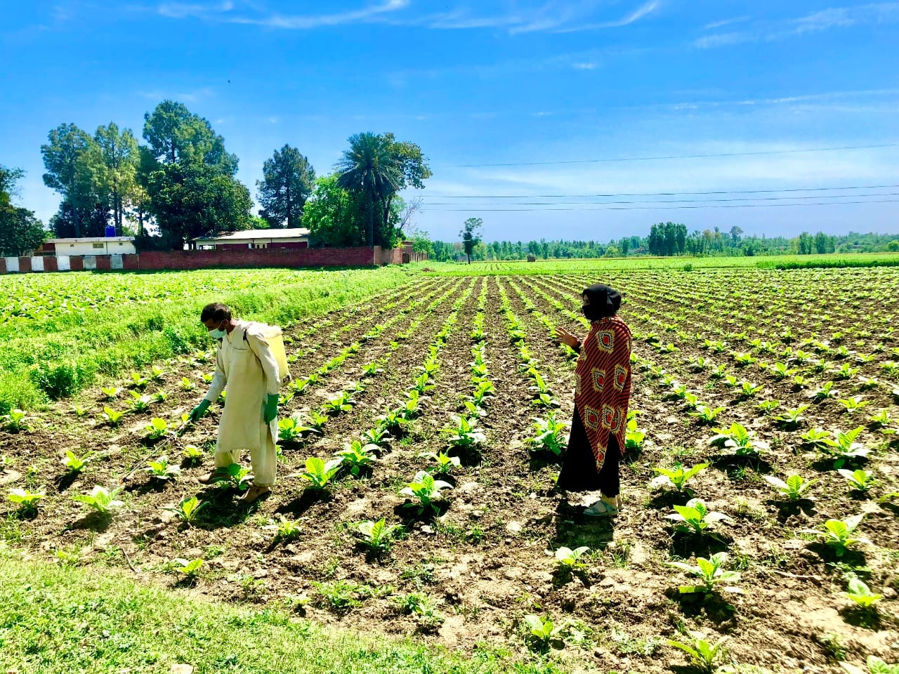 Farming in Pakistan