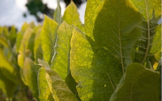 tobacco plant thumbnail